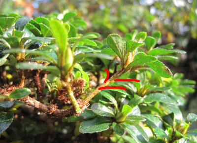 azalea bonsai leaf pruning